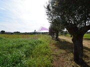 Terreno R�stico - Brogueira, Torres Novas, Santar�m - Miniatura: 5/9