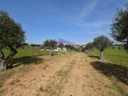 Terreno R�stico - Brogueira, Torres Novas, Santar�m - Miniatura: 6/9