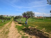 Terreno R�stico - Brogueira, Torres Novas, Santar�m - Miniatura: 7/9