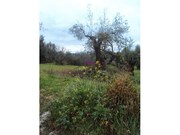 Terreno Rstico - Olaia, Torres Novas, Santarm - Miniatura: 2/2