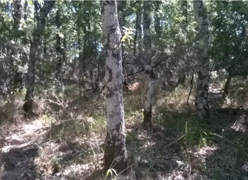 Terreno Rstico - Vilar de Ossos, Vinhais, Bragana