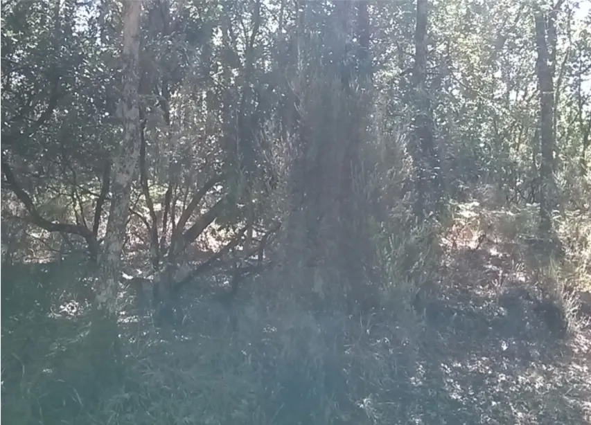 Terreno Rstico - Vilar de Ossos, Vinhais, Bragana - Miniatura: 1/1