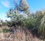 Terreno R�stico - Albergaria-a-Velha, Albergaria-a-Velha, Aveiro - Miniatura: 2/4