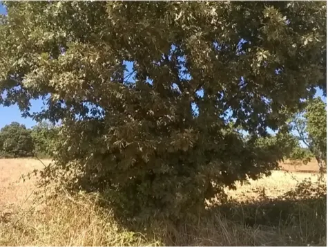 Terreno Rstico - Vilar de Ossos, Vinhais, Bragana - Miniatura: 4/4