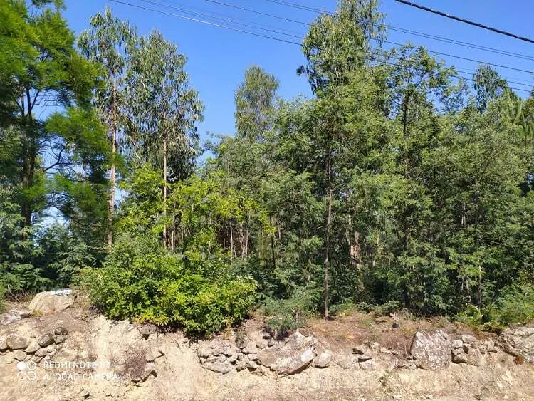 Terreno R�stico - Carregosa, Oliveira de Azem�is, Aveiro - Miniatura: 1/5
