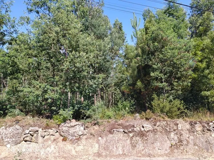 Terreno R�stico - Carregosa, Oliveira de Azem�is, Aveiro - Miniatura: 2/5