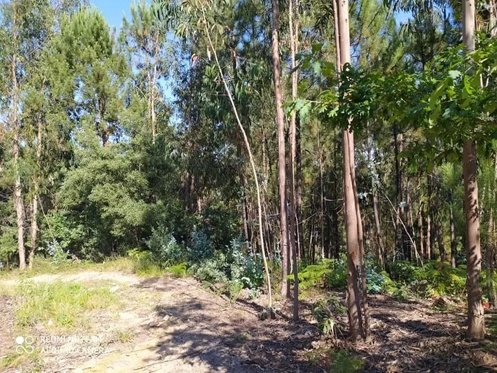 Terreno R�stico - Carregosa, Oliveira de Azem�is, Aveiro - Miniatura: 4/5