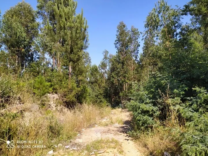 Terreno R�stico - Carregosa, Oliveira de Azem�is, Aveiro - Miniatura: 5/5