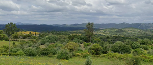 Terreno Rstico - Amieira do Tejo, Nisa, Portalegre