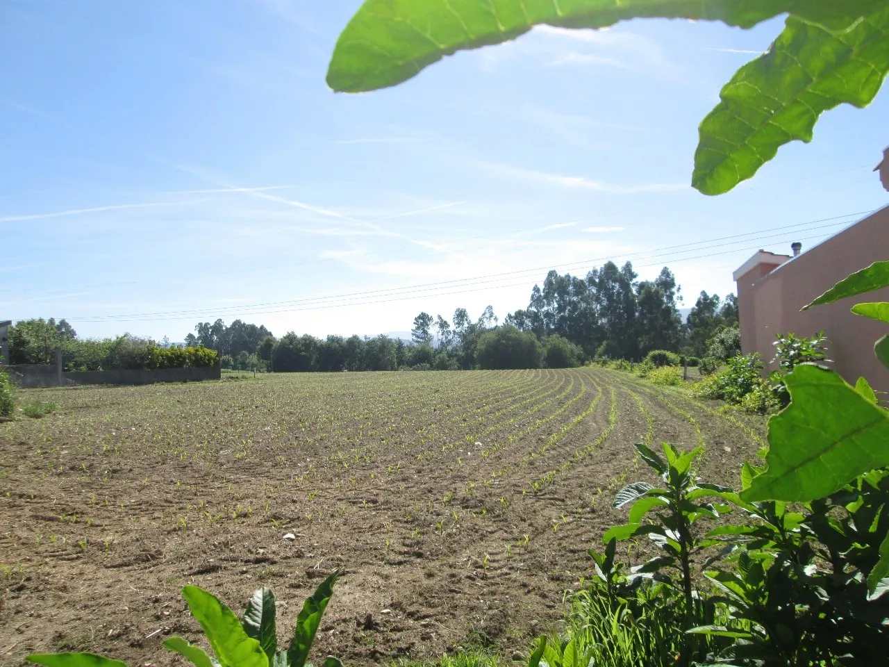 Terreno R�stico - Ul, Oliveira de Azem�is, Aveiro - Miniatura: 1/3