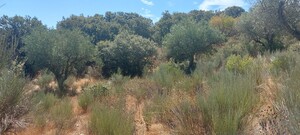 Terreno Rstico - Pereiros, So Joo da Pesqueira, Viseu