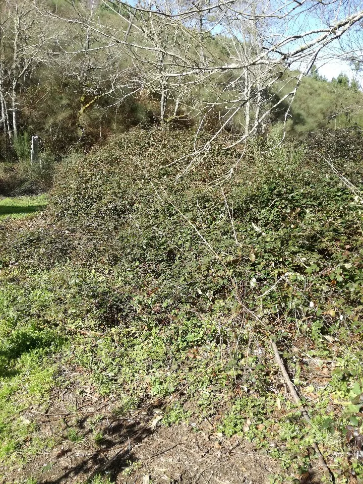 Terreno R�stico - Pias, Mon��o, Viana do Castelo - Miniatura: 5/9