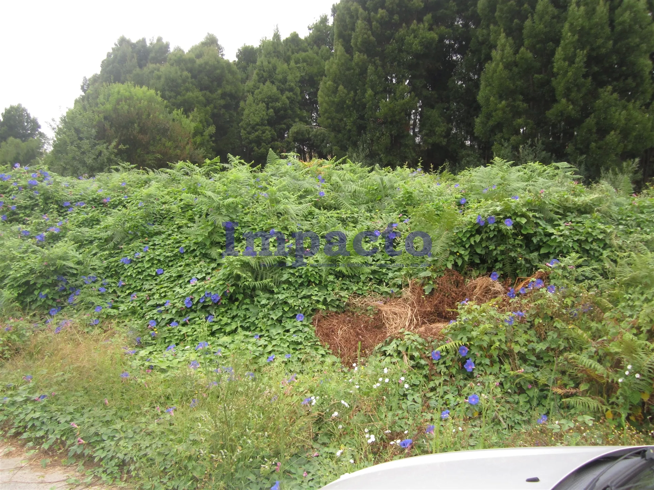 Terreno Urbano - Vila de Cucujes, Oliveira de Azemis, Aveiro - Miniatura: 5/9