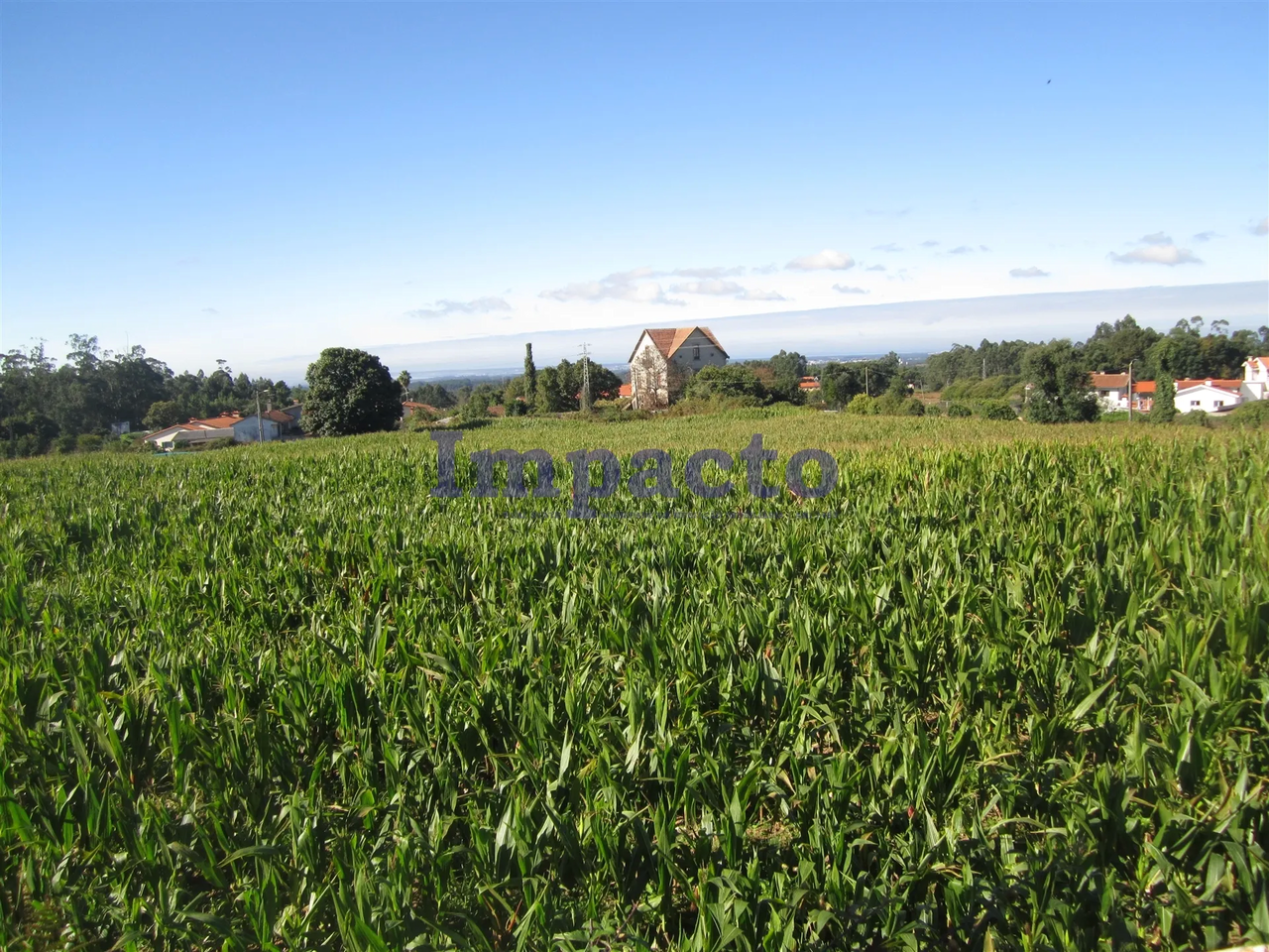 Terreno R�stico - Vila de Cucuj�es, Oliveira de Azem�is, Aveiro - Miniatura: 3/9