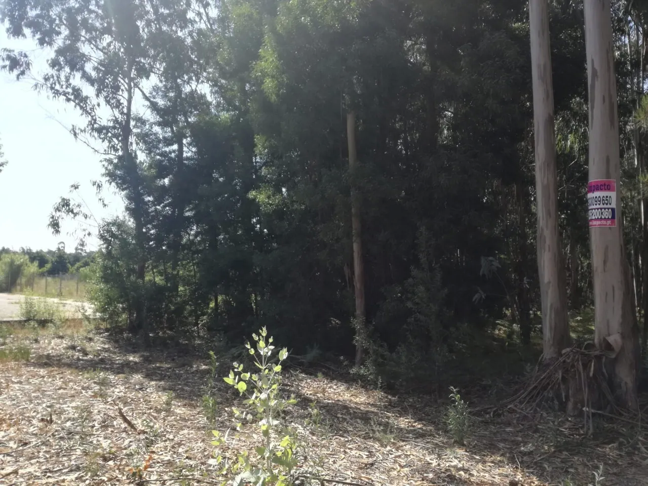 Terreno R�stico - Avanca, Estarreja, Aveiro - Miniatura: 5/5