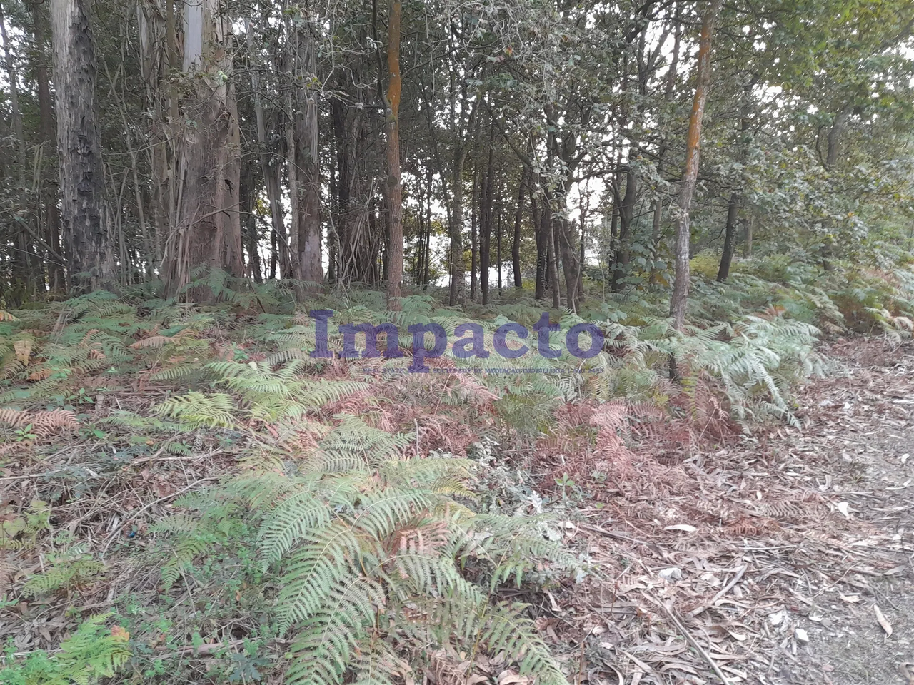 Terreno R�stico - Madail, Oliveira de Azem�is, Aveiro - Miniatura: 2/7