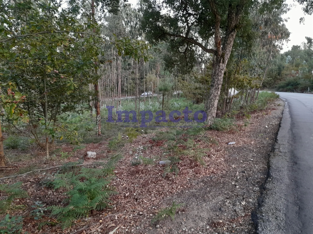 Terreno R�stico - Madail, Oliveira de Azem�is, Aveiro - Miniatura: 5/7