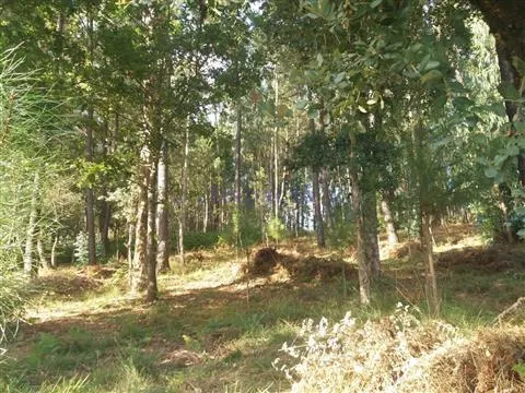 Terreno Rstico T0 - Escariz, Arouca, Aveiro - Miniatura: 8/9