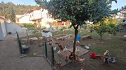Terreno Rstico - Milheirs de Poiares, Santa Maria da Feira, Aveiro - Miniatura: 9/9