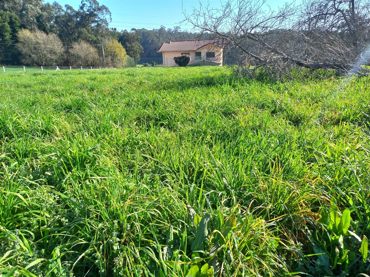Terreno R�stico - S�o Martinho da G�ndara, Oliveira de Azem�is, Aveiro - Miniatura: 1/4