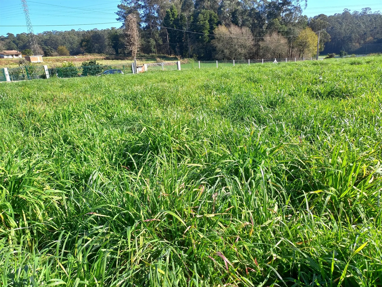 Terreno R�stico - S�o Martinho da G�ndara, Oliveira de Azem�is, Aveiro - Miniatura: 3/4