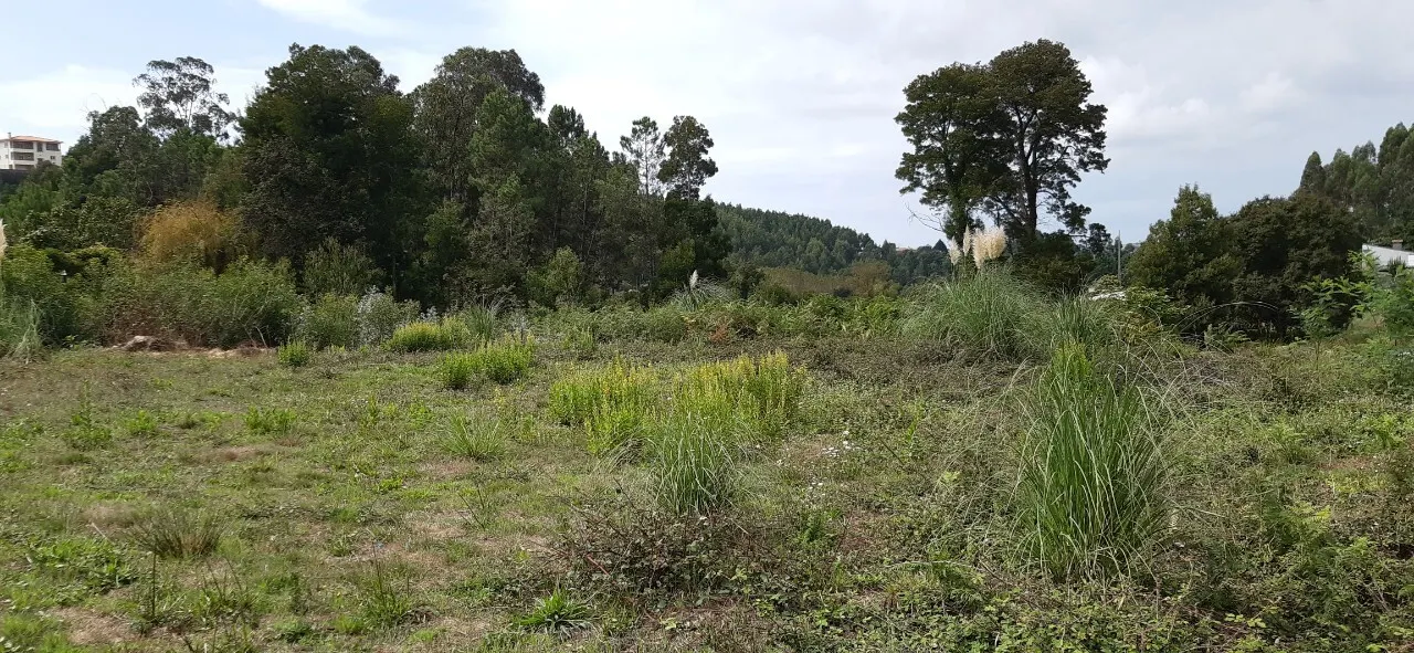 Terreno R�stico - S�o Roque, Oliveira de Azem�is, Aveiro - Miniatura: 3/3