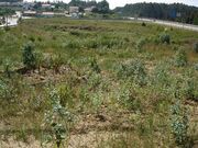 Terreno Rstico - Anta, Espinho, Aveiro - Miniatura: 1/4