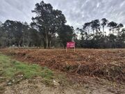 Terreno R�stico - Anta, Espinho, Aveiro - Miniatura: 4/4