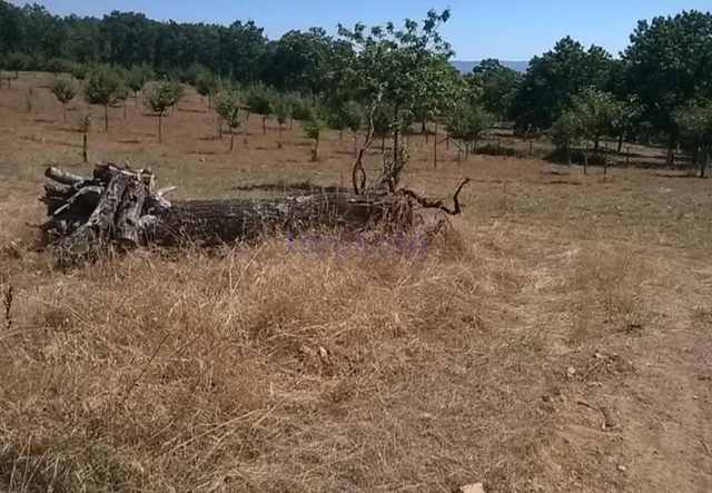 Terreno Rústico T0 - Vilar de Ossos, Vinhais, Bragança - Imagem grande