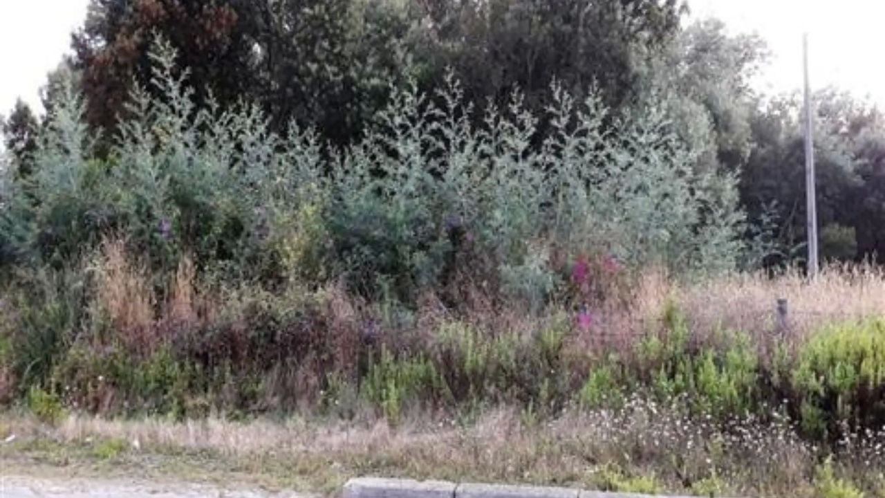 Terreno R�stico - Oliveira de Azemeis, Oliveira de Azem�is, Aveiro - Miniatura: 1/2