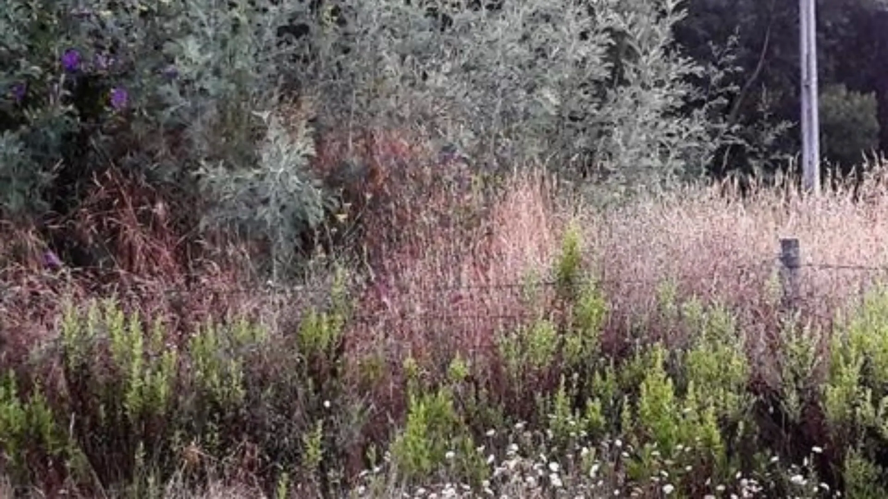 Terreno R�stico - Oliveira de Azemeis, Oliveira de Azem�is, Aveiro - Miniatura: 2/2