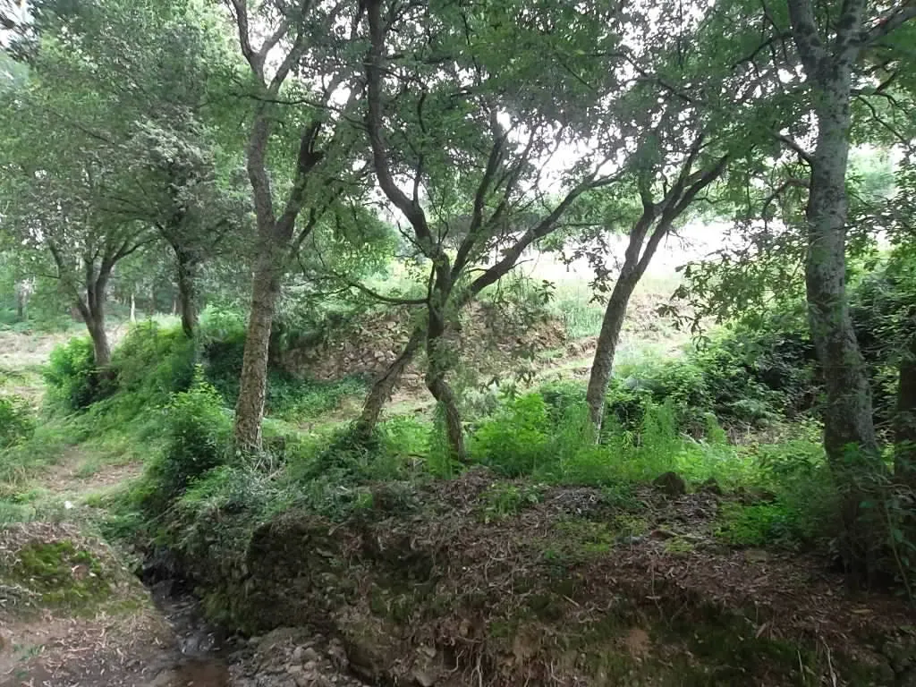 Terreno R�stico - Vila de Cucuj�es, Oliveira de Azem�is, Aveiro - Miniatura: 1/1