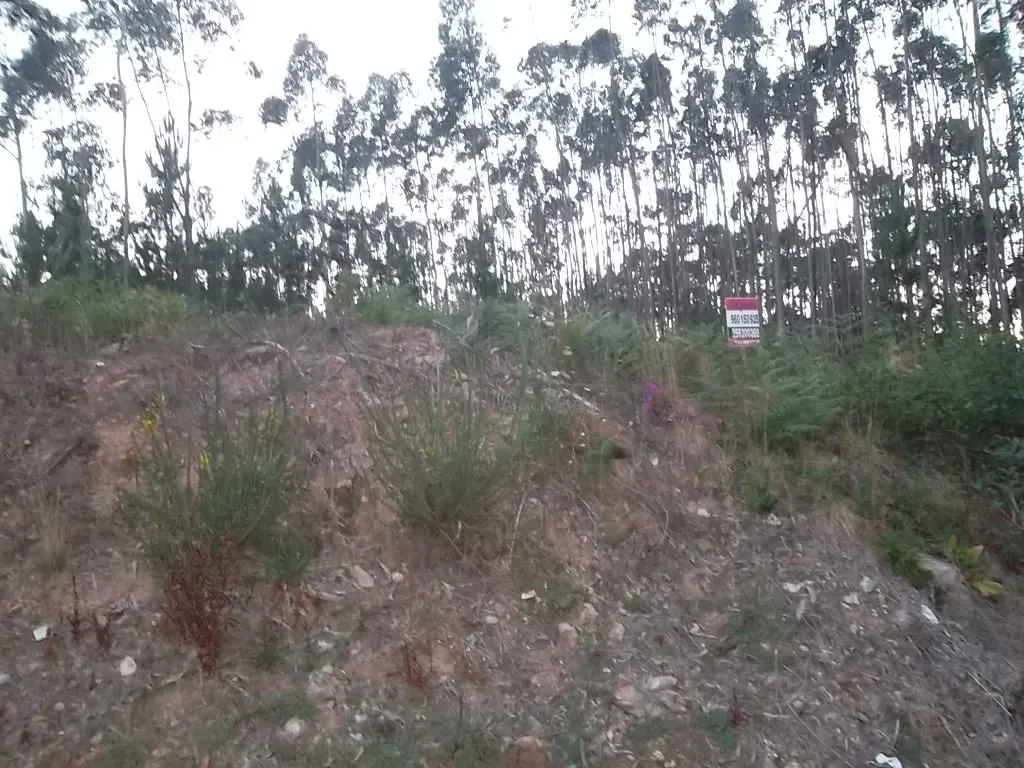 Terreno R�stico - Macieira de Sarnes, Oliveira de Azem�is, Aveiro - Miniatura: 1/1