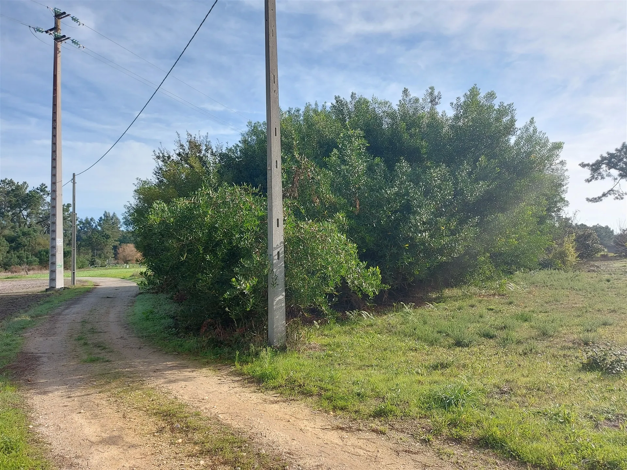 Terreno R�stico - Cov�o do Lobo, Vagos, Aveiro - Imagem grande