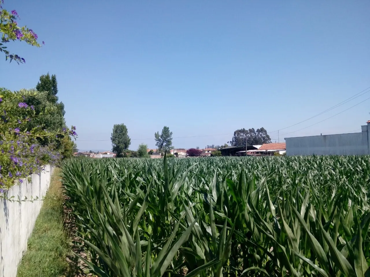 Terreno R�stico - Pardilh�, Estarreja, Aveiro - Miniatura: 2/6