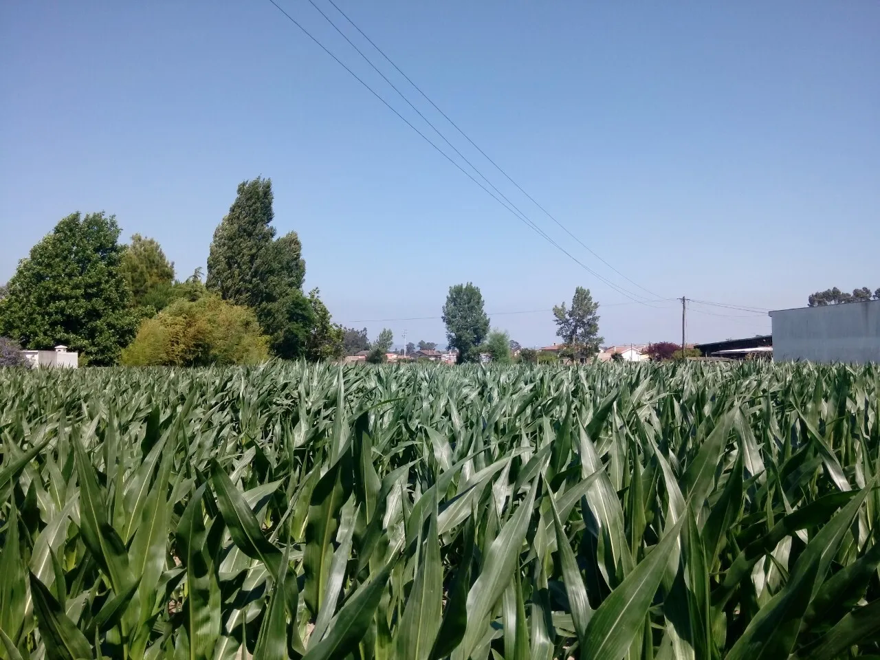 Terreno R�stico - Pardilh�, Estarreja, Aveiro - Miniatura: 3/6