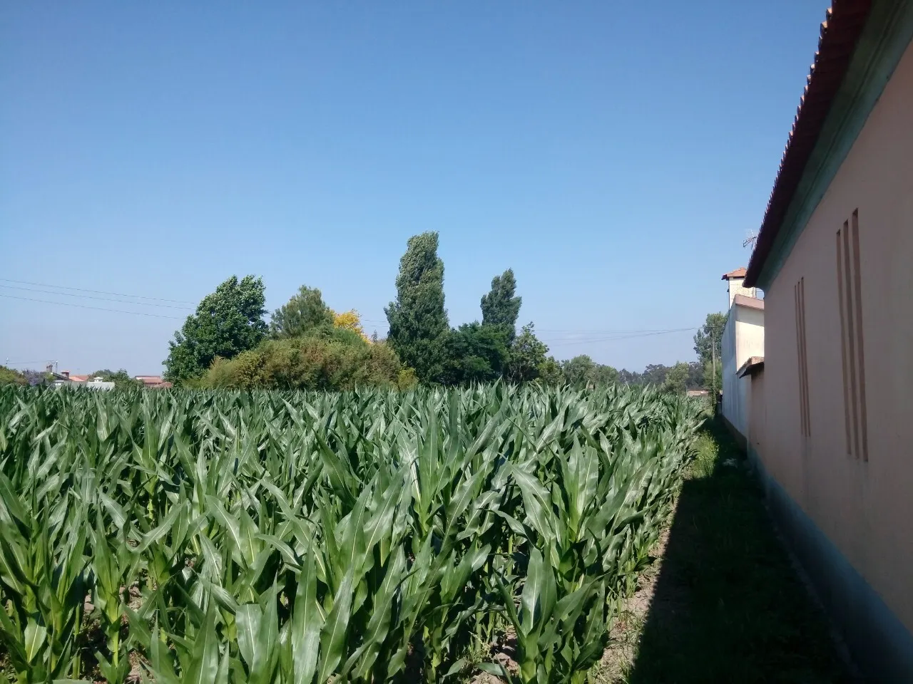 Terreno R�stico - Pardilh�, Estarreja, Aveiro - Miniatura: 4/6