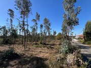 Terreno Rstico - Pinheiro da Bemposta, Oliveira de Azemis, Aveiro - Miniatura: 9/9