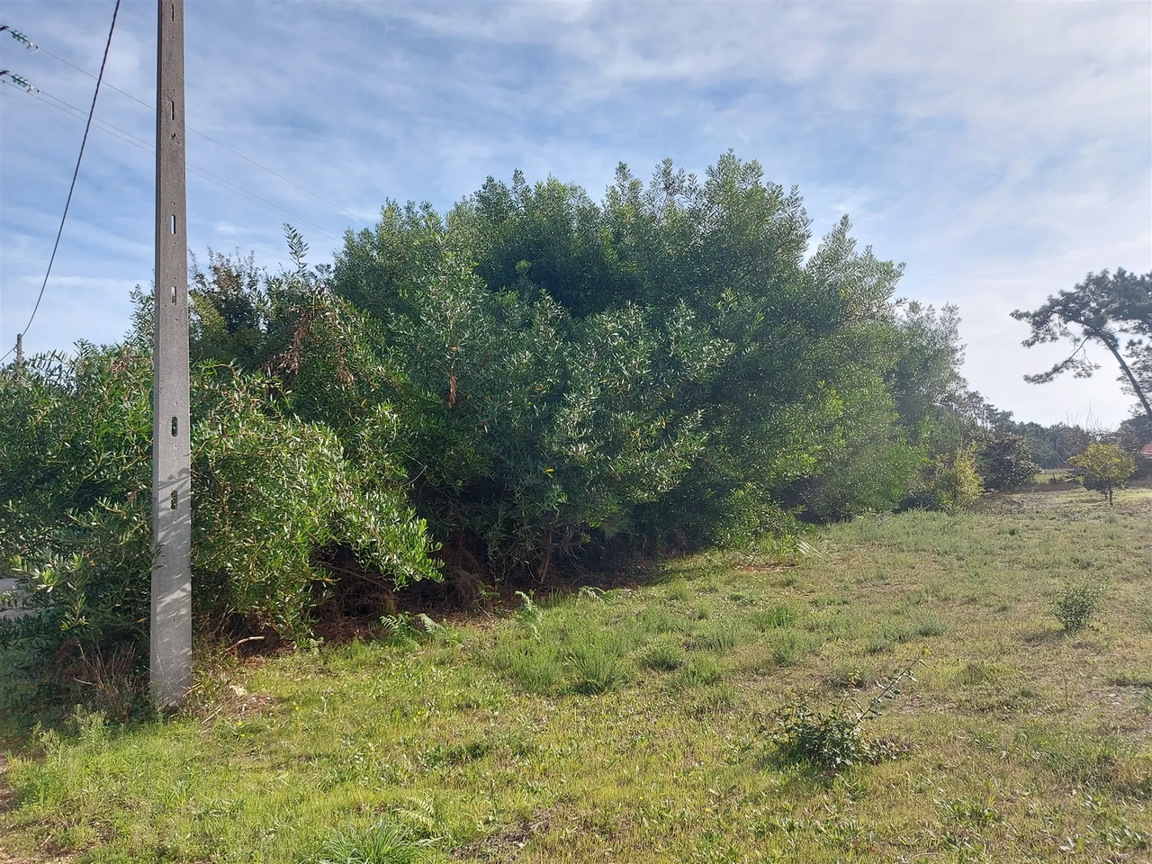 Terreno R�stico - Cov�o do Lobo, Vagos, Aveiro - Miniatura: 3/9