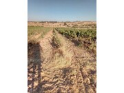Terreno Rstico - Granja, Mouro, vora - Miniatura: 6/9