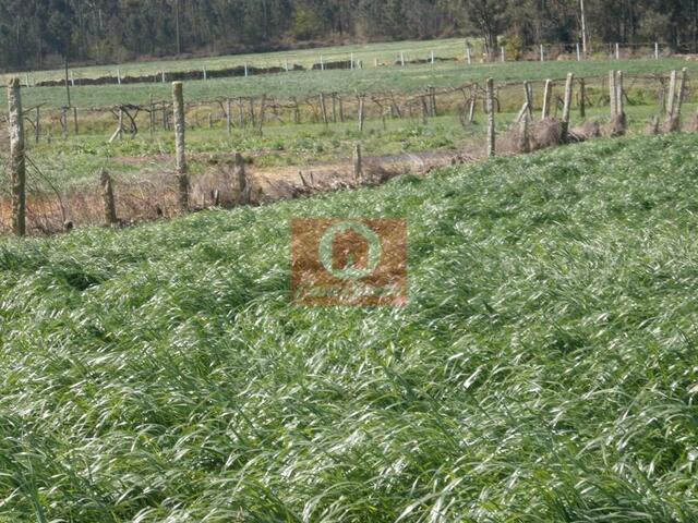 Terreno R�stico - Rates, P�voa de Varzim, Porto - Imagem grande