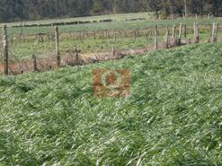 Terreno R�stico - Rates, P�voa de Varzim, Porto
