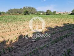 Terreno R�stico - Retorta, Vila do Conde, Porto - Miniatura: 3/5