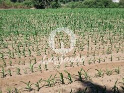 Terreno R�stico - Retorta, Vila do Conde, Porto - Miniatura: 4/5