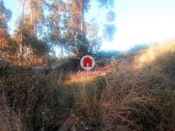 Terreno R�stico - Monte C�rdova, Santo Tirso, Porto - Miniatura: 7/11