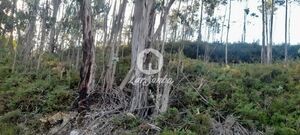 Terreno R�stico - Bougado, Trofa, Porto - Miniatura: 19/32