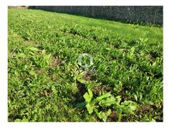 Terreno R�stico - P�voa de Varzim, P�voa de Varzim, Porto - Miniatura: 5/8