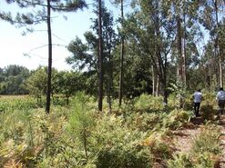 Terreno R�stico - Junqueira, Vila do Conde, Porto - Miniatura: 5/10