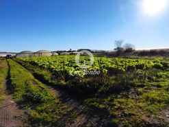 Terreno R�stico - Agu�adoura, P�voa de Varzim, Porto - Miniatura: 4/4