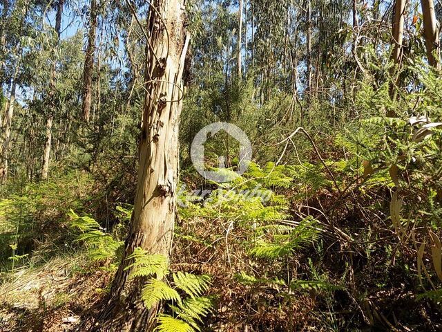 Terreno R�stico - Arnoso, Vila Nova de Famalic�o, Braga - Imagem grande